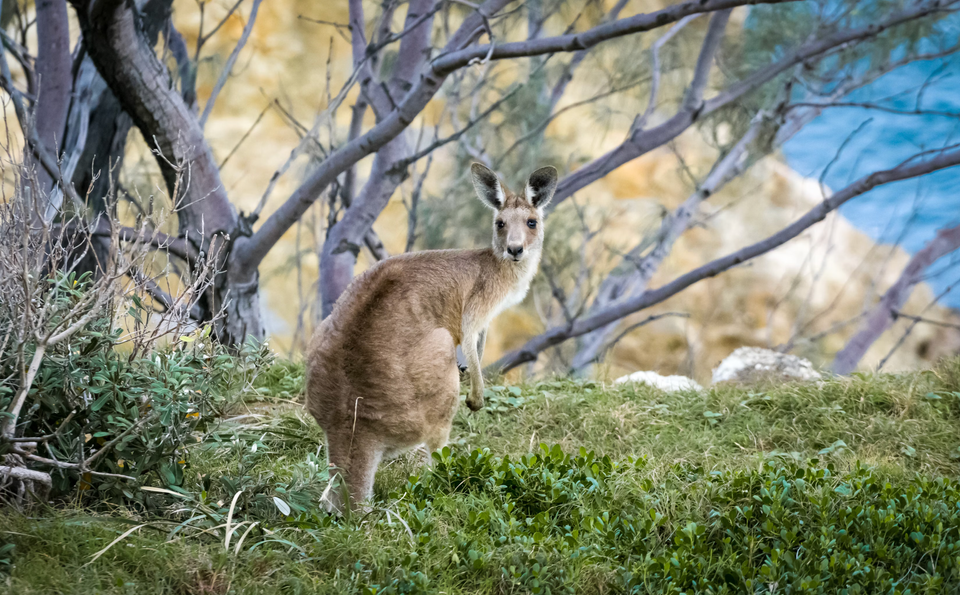 Australia is Hosting the World’s First ‘Nature Positive’ Summit. What Is It, and Why Does It Matter?