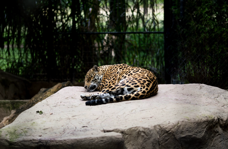 Mexican School Prepares Jaguars to Return to Wild