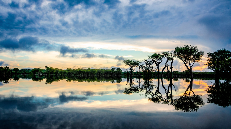 Seeds of Change: Brazil’s Networks Nurture Forests and Community 🌱