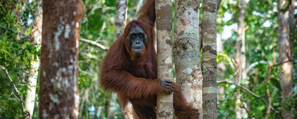 COP16: New Fund Will Pay Nations to Save Forests 🌍