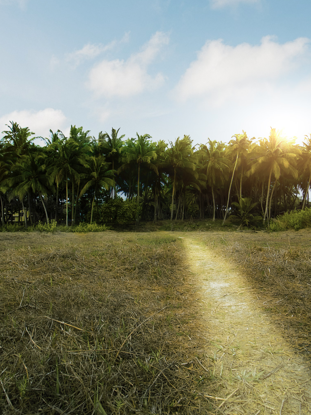 Nature Has It Figured Out: Tropical Forests Regrowth 🌱