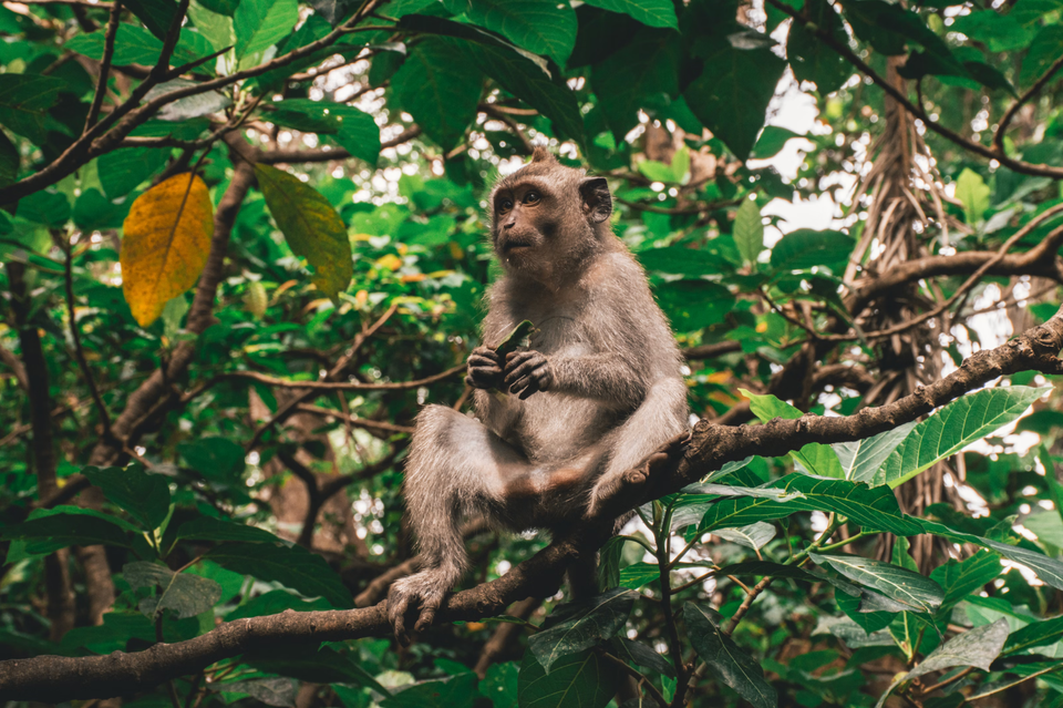 Can Carbon Credits Fuel Biodiversity?  🌍