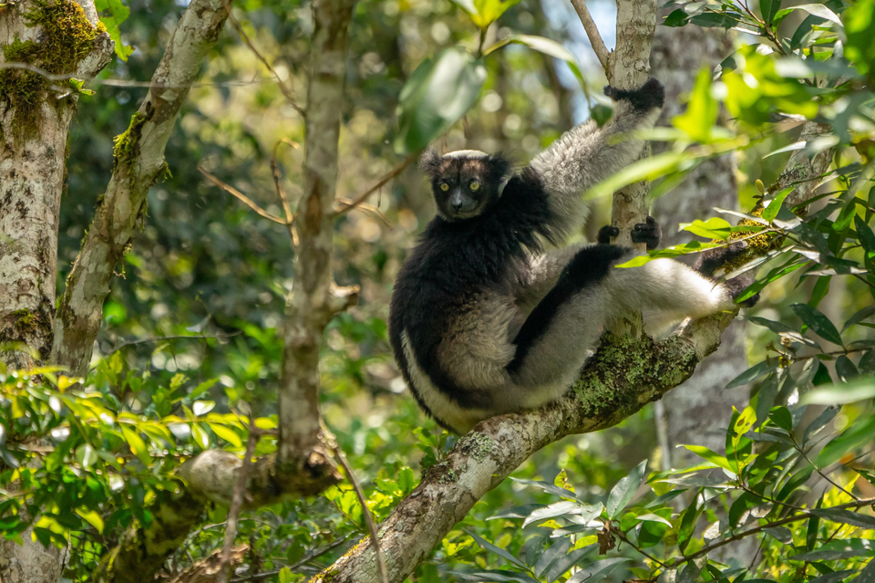 Community-Powered Comeback in Madagascar’s Mangabe Protected Area 🌍