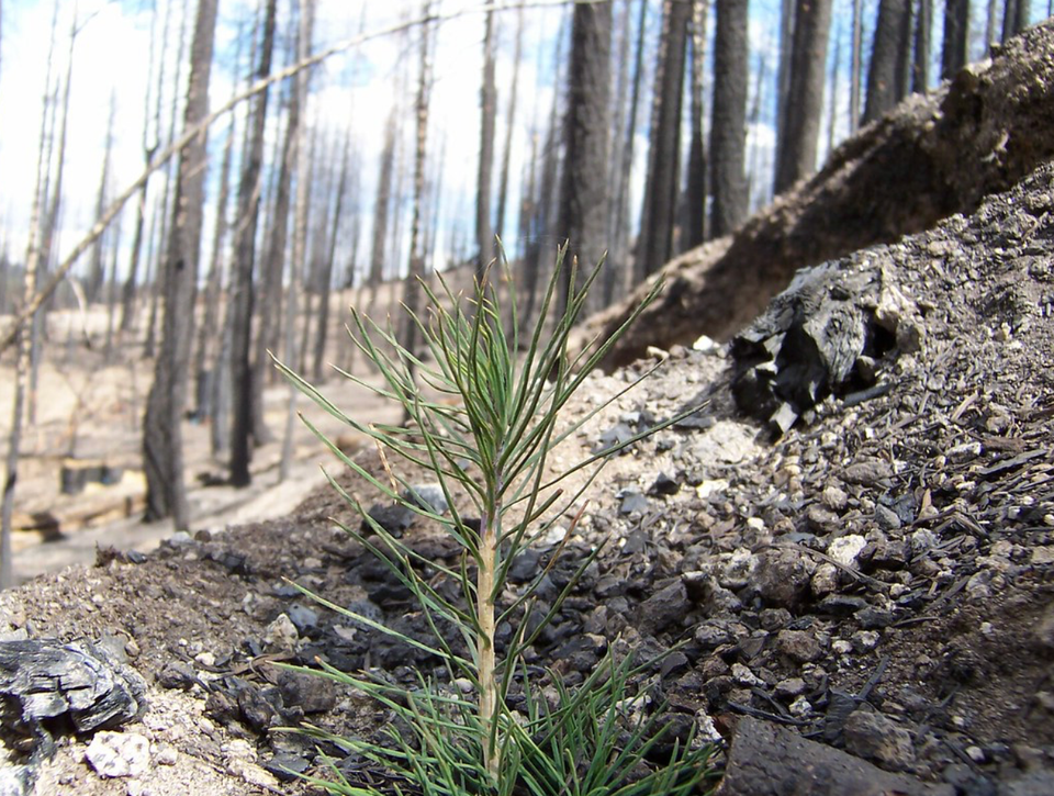 UK Forestry’s Knowledge Gap: When Experts Lack the Facts 🌲