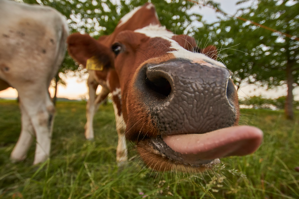 Can Smarter Grazing Help Restore Biodiverse Ecosystems? 🌿