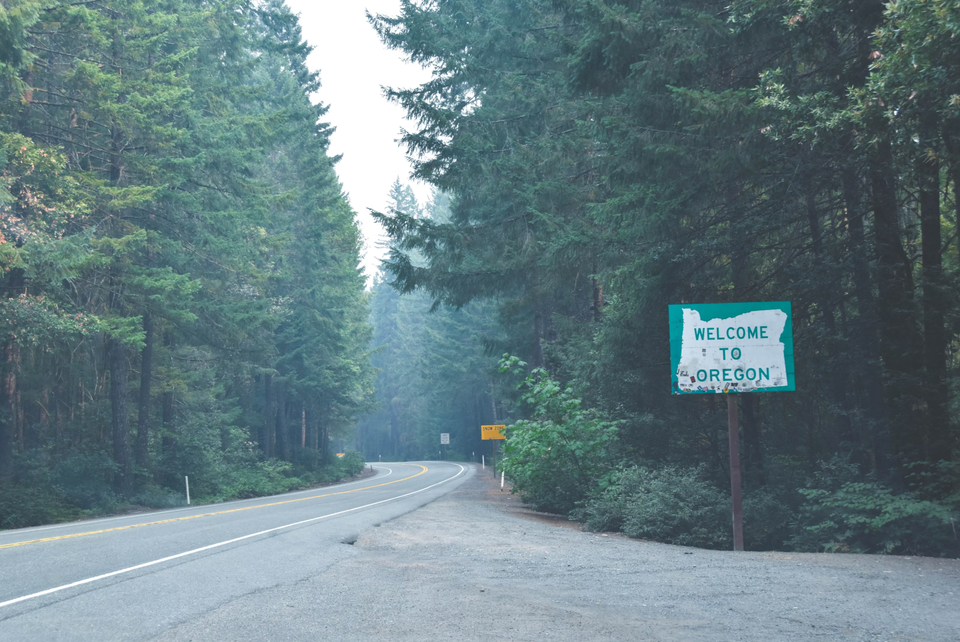 Turning Trees into Climate Cash 🌲💸