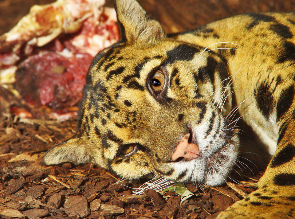 Study Shows Clouded Leopards Can Guide Forest Protection 🐆