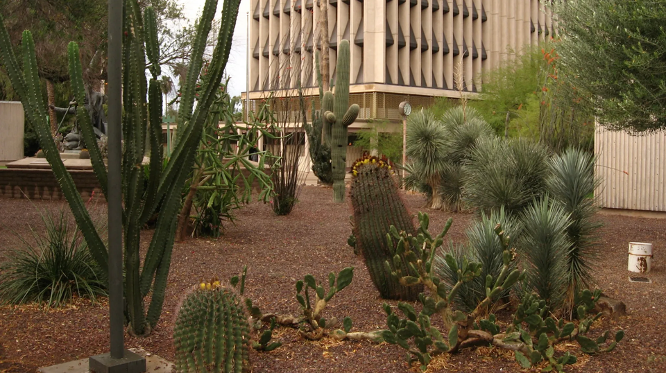 Tucson Nonprofit Hires up to 50 Teens a Year to Plant Trees