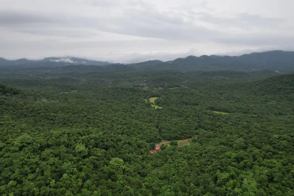 How Rethinking ‘What Is a Forest’ Can Result in More Effective Conservation