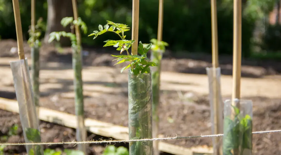 Suma and Forus Tree Team Up for Calder Valley Planting🌳