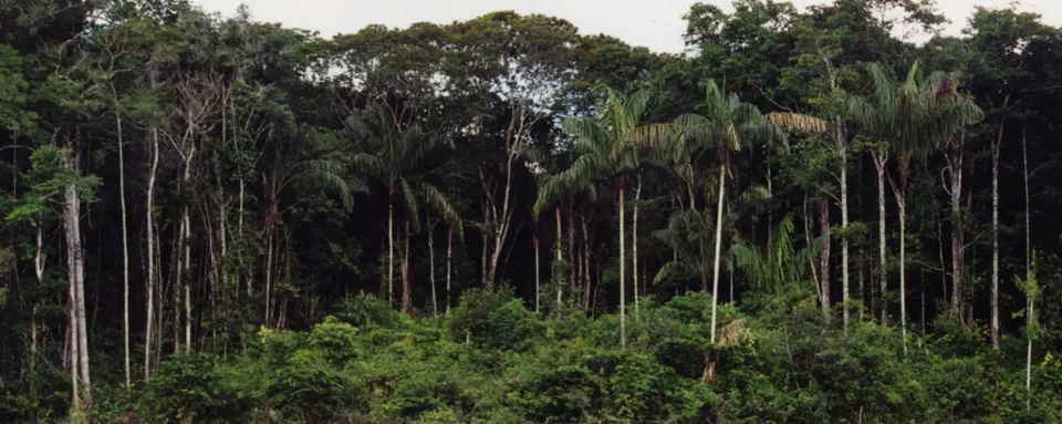 Venezuelan Forest Research Faces Crisis Amid Collapse 🌳