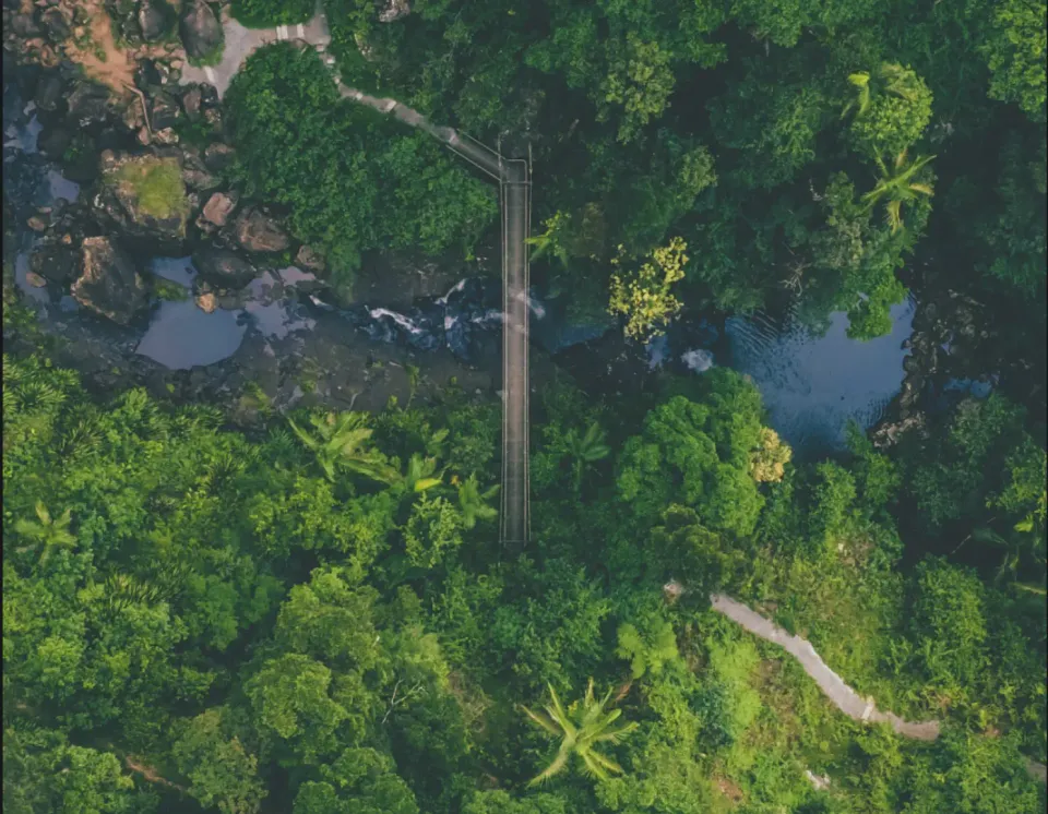 Australia's Expanding Forests: Unlikely Heroes Emerge🌳