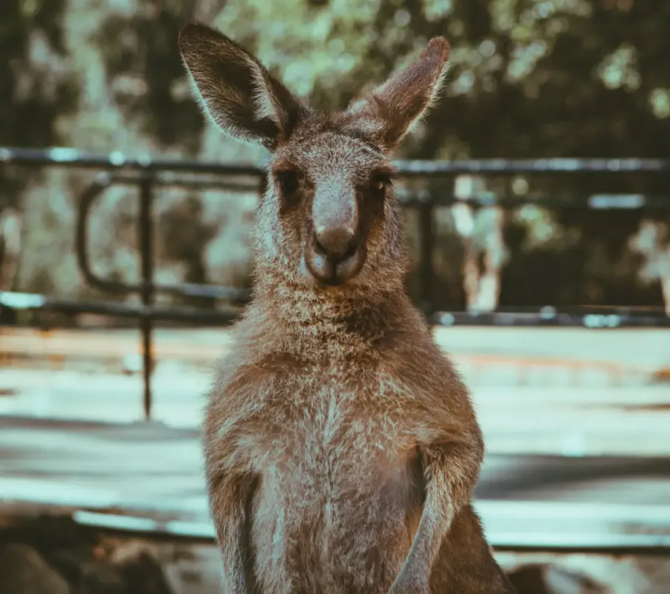 ‘Catastrophic Declines’: Massive Data Haul Reveals Why So Many Plants and Animals Suffer After Fire