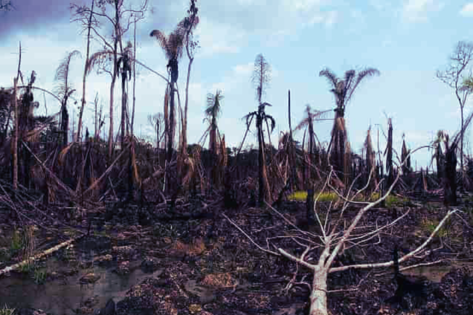 Ogoni Women Restore Mangroves in Niger Delta