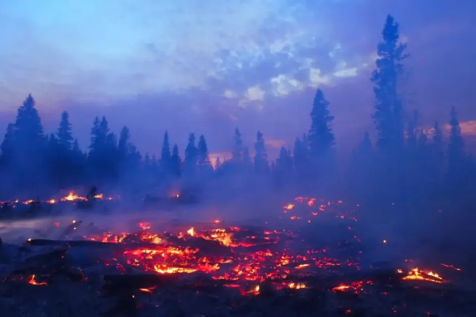 Oregon Forest Owner Aims to Restore Burned Land to Carbon Market