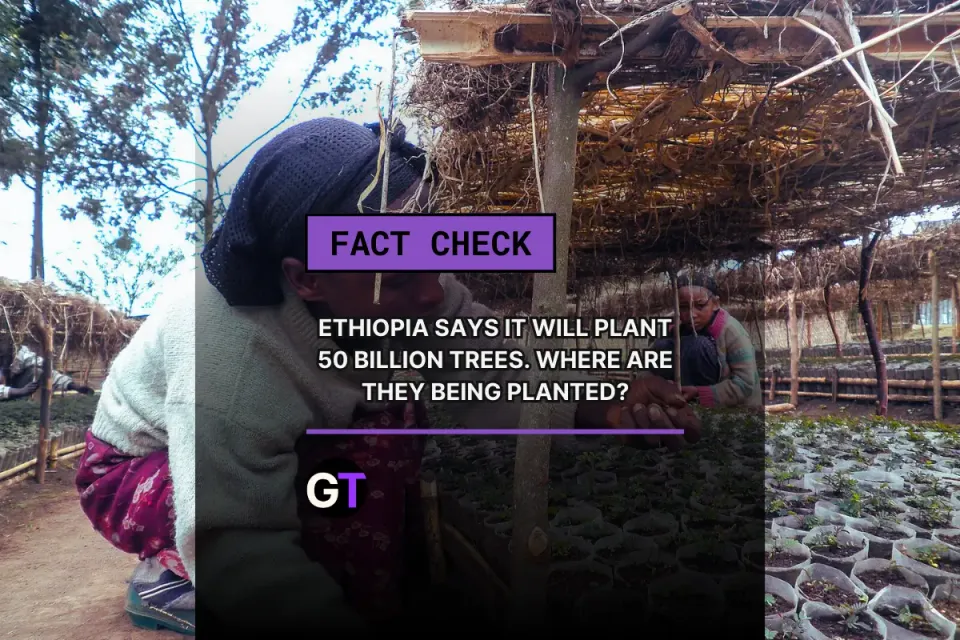 Ethiopia's 50 Billion Tree Plan: Hype or Reality?