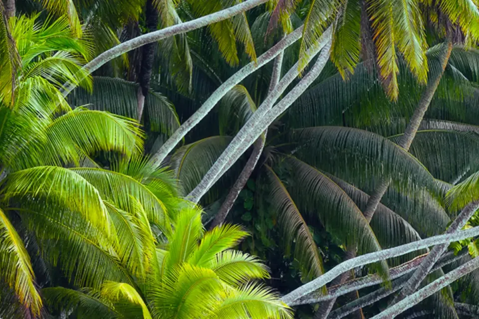 Most Pacific Atoll Forests Are Coconut Palm Plantations